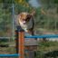 Chien sautant par-dessus les barres bleues de Agility Jump Bars Set dans un parc.