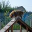 Chien grimpant sur Agility A-frame Ramp.