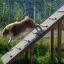 Chien utilisant Agility A-frame Ramp en extérieur.