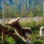 Deux chiens jouant sur un Agility A-frame Ramp dans une zone herbeuse.