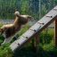 Chien courant sur Agility A-frame Ramp dans un parc.