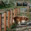 Chien naviguant Agility Weave Poles.