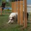 Chien naviguant à travers Agility Weave Poles dans une zone d'entraînement extérieure.