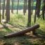 Structure en bois Ramp pour aire de jeux pour enfants parmi les arbres