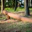 Équipement de terrain de jeu en bois, poutre d’équilibre Ramp dans un cadre forestier