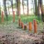 Équipement de aire de jeux extérieur en bois Cape Code dans un cadre forestier.
