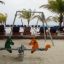 Swing Metal Frame (single swing, wide) au bord de la piscine avec des palmiers en arrière-plan