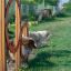 Des chiens sautant à travers Agility Double Hoop Jump dans un champ herbeux.